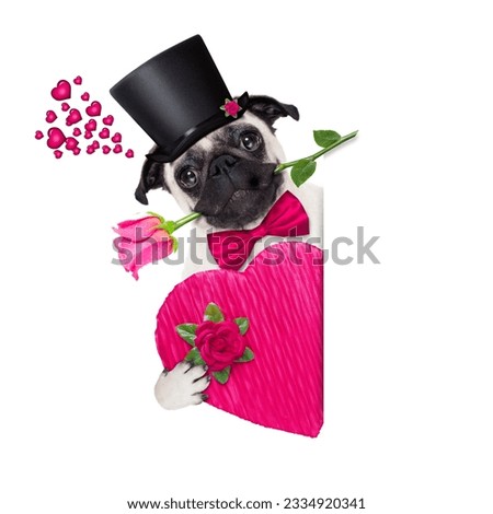 pug dog looking and staring at you , with a valentines rose in mouth,beside a blank banner or placard, isolated on white background