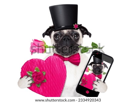 pug dog looking and staring at you , with a valentines rose in mouth, isolated on white background, taking a selfie
