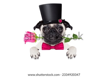 pug dog looking and staring at you , with a valentines rose in mouth,holding empty blank blackboard or placard, isolated on white background