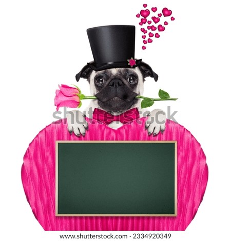 pug dog looking and staring at you , with a valentines rose in mouth,holding empty blank blackboard or placard in heart shape, isolated on white background