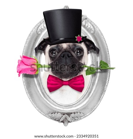 pug dog looking and staring at you , with a valentines rose in mouth, isolated on white background, inside a frame on the wall