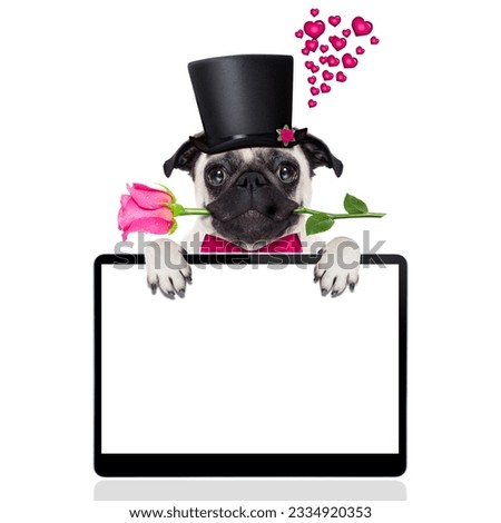 pug dog looking and staring at you , with a valentines rose in mouth, isolated on white background, behind pc computer tablet screen