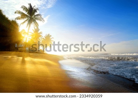 Palms on the sandy beach near ocean at sunrise