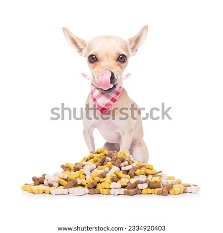 hungry chihuahua dog beside a big mound or cluster of food , isolated on white background
