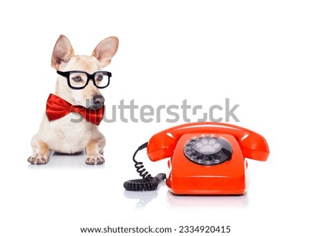 chihuahua dog with glasses as secretary or operator with red old dial telephone or retro classic phone