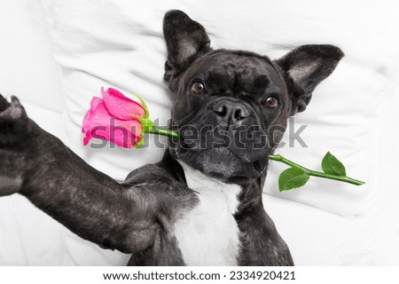french bulldog dog looking and staring at you ,while lying on bed with valentines rose in mouth , taking a selfie , in love