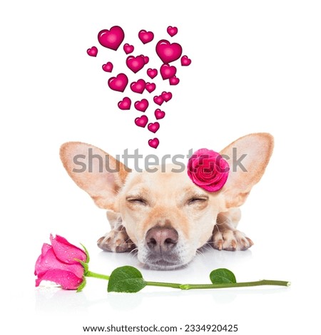 chihuahua dog looking and staring at you ,while lying on the ground or floor, with a valentines rose on head and on floor, isolated on white background