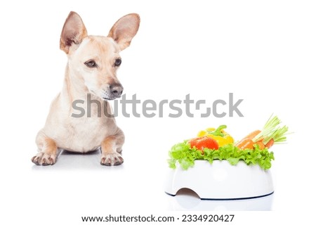 hungry chihuahua dog with food bowl , waiting and looking at it , isolated on white background