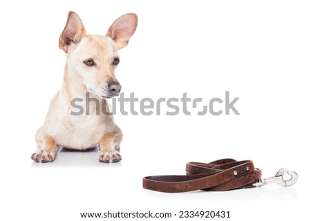 chihuahua dog waiting for a walk with owner, begging , isolated on white background
