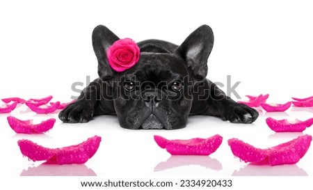 french bulldog dog looking and staring at you ,while lying on the ground or floor, with a valentines rose on head and on floor, isolated on white background