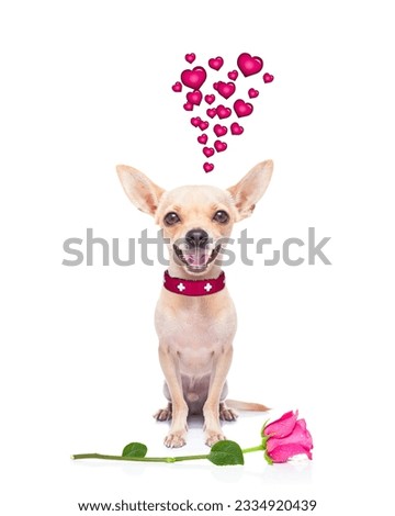 pug chihuahua dog, staring at you , with a valentines rose on floor, isolated on white background