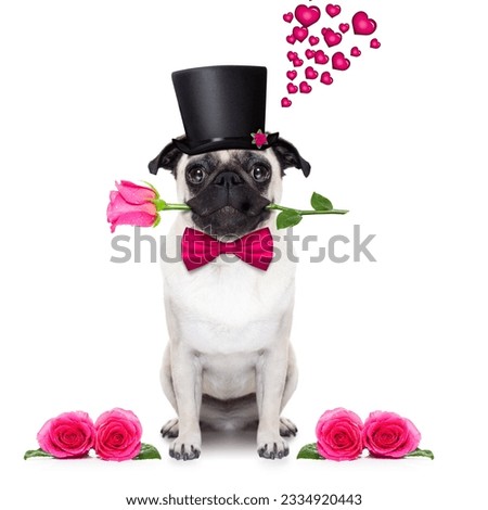 pug dog looking and staring at you , with a valentines rose in mouth, isolated on white background