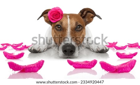 jack russell dog looking and staring at you ,while lying on the ground or floor, with a valentines rose on head and on floor, isolated on white background