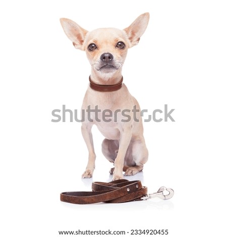 chihuahua dog waiting for a walk with owner, begging and looking at you , isolated on white background
