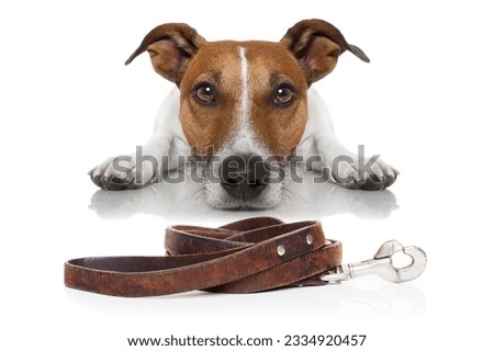 jack russell dog waiting for a walk with owner, begging and looking at you , isolated on white background