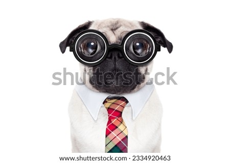 dumb crazy pug dog with nerd glasses as an office business worker, isolated on white background