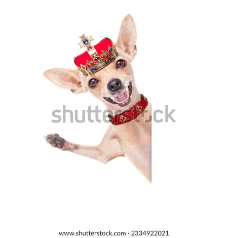 chihuahua dog as king with crown looking and staring at you ,behind blank empty banner or placard, isolated on white background