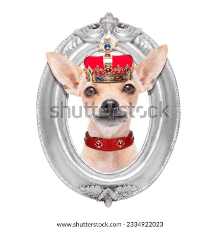 chihuahua dog as king with crown looking and staring at you ,behind frame on the wall, , isolated on white background