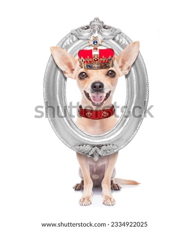 chihuahua dog as king with crown looking and staring at you ,behind hanging frame , isolated on white background