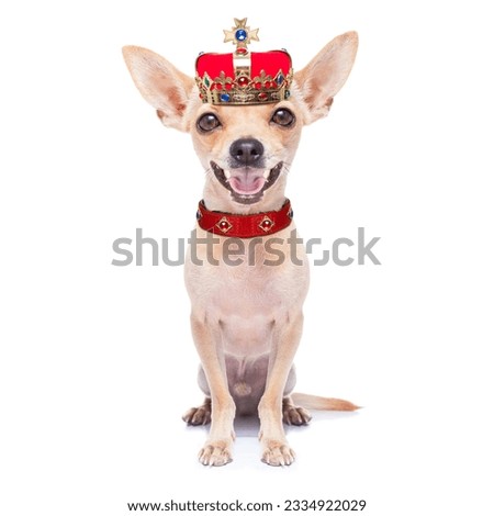 chihuahua dog as king with crown looking and staring at you ,while sitting on the ground or floor, isolated on white background