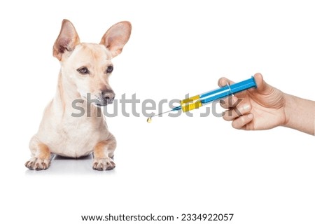 chihuahua dog with headache and sick , ill or with high fever, suffering ,syringe on its way, isolated on white background