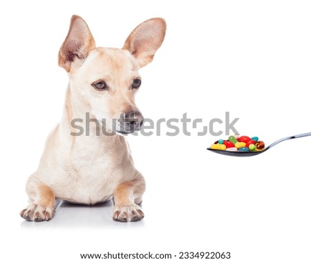 chihuahua dog with headache and sick , ill or with high fever, suffering ,pills in a spoon, isolated on white background