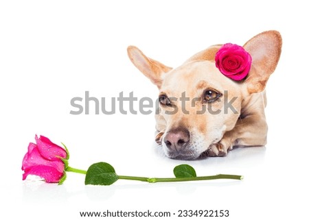 chihuahua dog looking and staring ,while lying on the ground or floor, with a valentines rose on head and on floor, isolated on white background