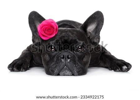 french bulldog dog looking and staring at you ,while lying on the ground or floor, with a valentines rose on head and on floor, isolated on white background