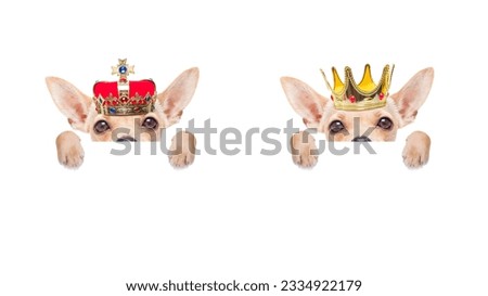 chihuahua couple of dogs as king with crown looking and staring at you ,behind blank blackboard , placard or banner,isolated on white background
