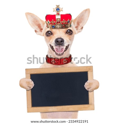chihuahua dog as king with crown looking and staring at you ,holding blank blackboard or placard,isolated on white background