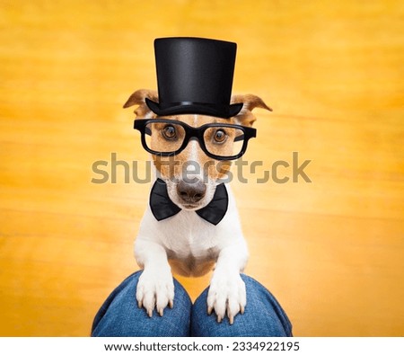 jack russell dog ready for a walk with owner or hungry ,begging on lap , inside their home wearing a hat and black glasses