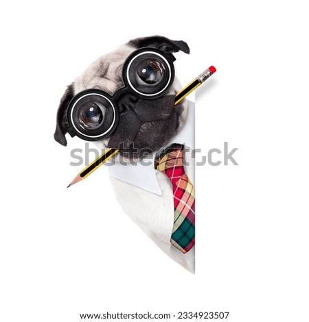 dumb crazy pug dog with nerd glasses as an office business worker with pencil in mouth ,behind empty blank banner or placard, isolated on white background