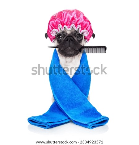 pug dog ready to have a bath or a shower wearing a bathing cap and towel, isolated on white background holding a hair comb with mouth
