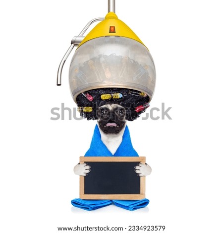 pug dog with hair rulers and afro curly wig hair at the hairdresser under the drying hood holding a blank empty placard or blackboard, isolated on white background