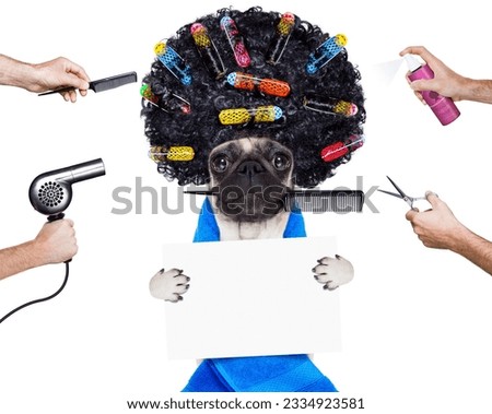 pug dog with hair rulers and afro curly wig hair at the hairdresser , holding a blank empty placard or banner, isolated on white background