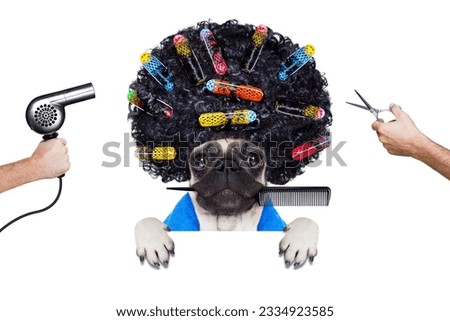 pug dog with hair rulers and afro curly wig hair at the hairdresser under the drying hood behind a blank empty placard or banner, isolated on white background