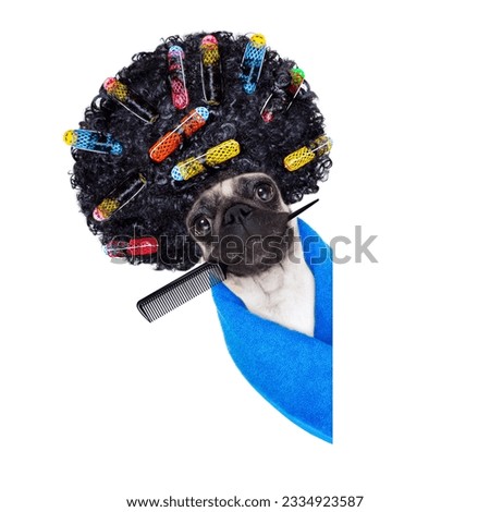pug dog with hair rulers and afro curly wig hair at the hairdresser behind a blank empty placard or banner, isolated on white background