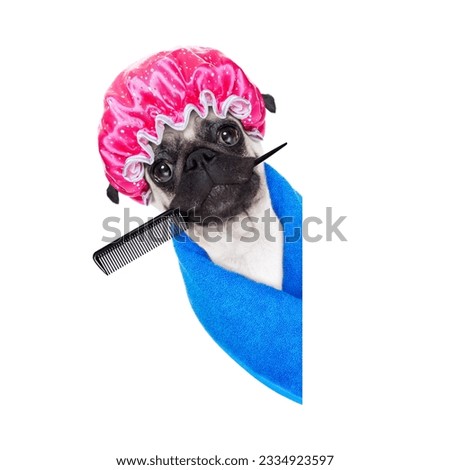 pug dog ready to have a bath or a shower wearing a bathing cap and towel, isolated on white background, behind an empty blank placard or banner