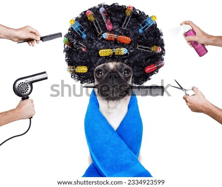 pug dog with hair rulers and afro curly wig hair at the hairdresser ,isolated on white background