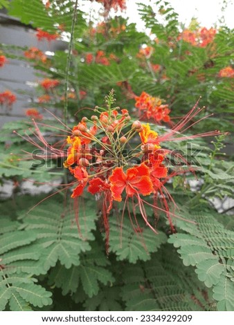 Red, Yellow, White, Pink, Orange Brown, Flowers with green leaf
