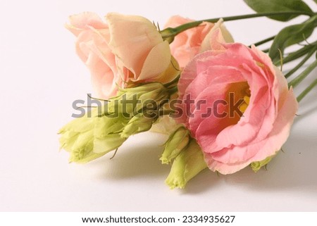 Beautiful eustoma (lisianthus) flowers in full bloom with green leaves. Bouquet of flowers on a white background Royalty-Free Stock Photo #2334935627