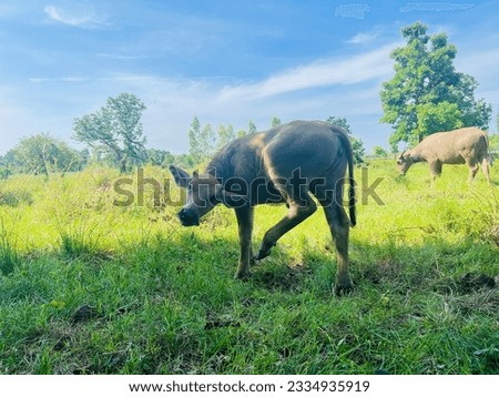 Animal buffalo Thai land farmer
