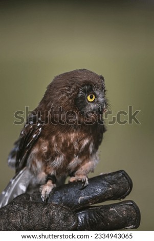 Little Owl (Athene noctua)on Falconer's Glove