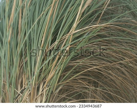 Grass background texture with green and brown leaves 