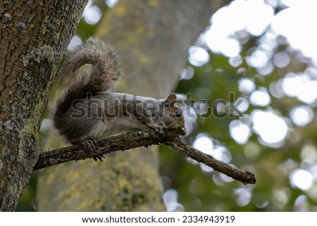 Close up of a squirrel on a summer day in a park of London , posing naturally for the camera