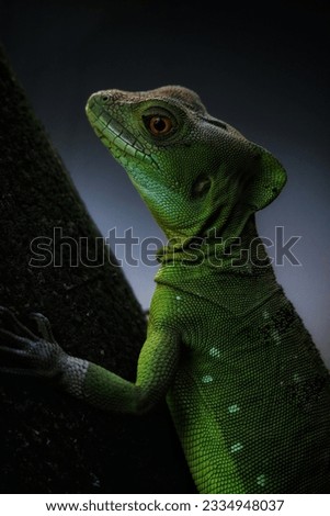Chameleon's beautiful pictures attract anyone the most beautiful . green colour chameleon 