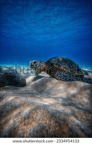 The underwater turtle shoots a very nice picture of sea water wave reflection in sunlight 