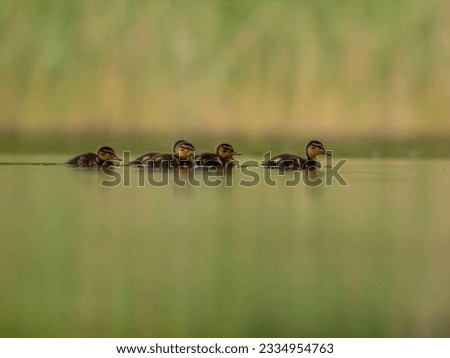 A heartwarming sight - young ducklings following their mother, joyfully swimming on calm waters surrounded by lush greenery. A picture of nature's beauty.