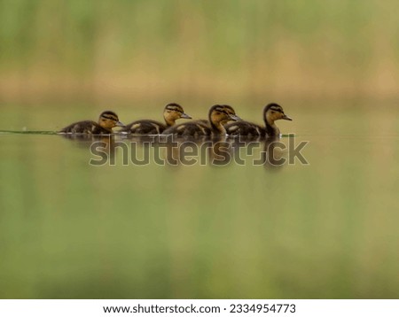 A heartwarming sight - young ducklings following their mother, joyfully swimming on calm waters surrounded by lush greenery. A picture of nature's beauty.