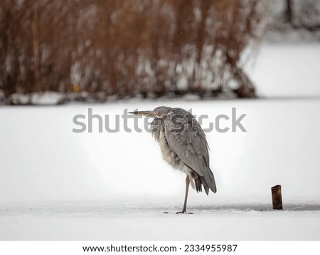 Majestic grey heron standing on frozen water, surrounded by glistening snow.